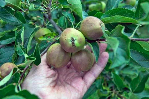 Young apples Stock Photos