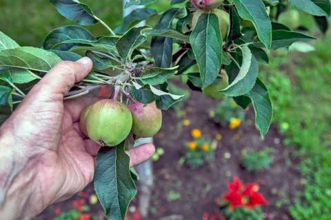 Young apples Stock Photos