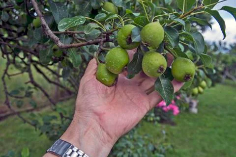 Young apples Stock Photos