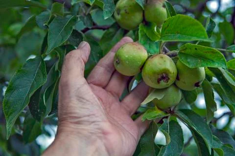 Young apples Stock Photos