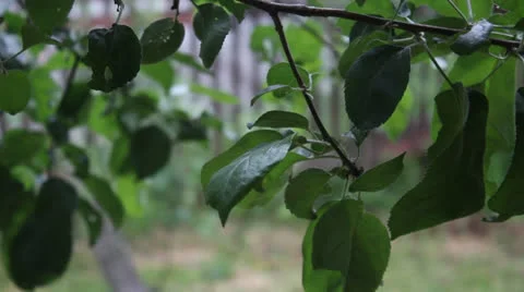 Young apples on a tree branch. Overcast 6 Stock Footage 24739229