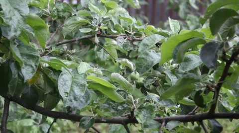 Young apples on a tree branch. Overcast Stock Footage 24739242