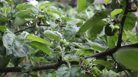 Young apples on a tree branch. Overcast 2 Stock Footage 24739285