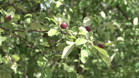 Young apples on a tree branch snow Stock-Footage 90876321