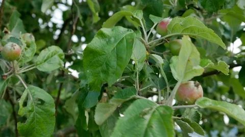 Young apples in the wind Stock Footage 90615163