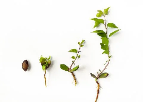Young apricot tree growing from the kernel Foto stock