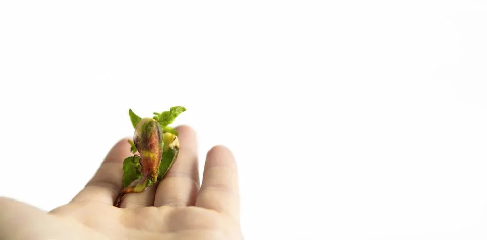 Young apricot tree growing from the kernel Stock Photos