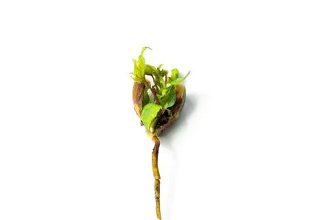 Young apricot tree growing from the kernel Stock Photos