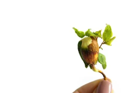 Young apricot tree growing from the kernel Stock Photos