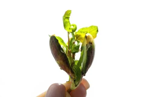 Young apricot tree growing from the kernel Stock Photos