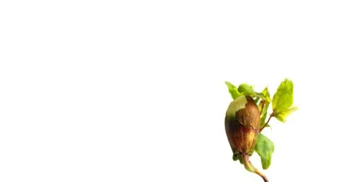 Young apricot tree growing from the kernel Stock Photos