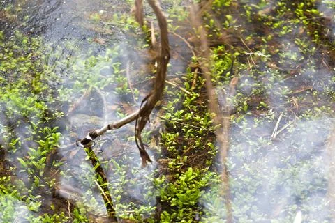 Young Aquatic Plants Emerging Through Transparent Water in Natural Habitat Stock Photos