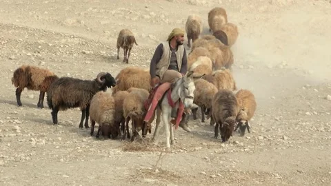 A young Arab shepherd man riding a donkey and grazing a herd of sheep. Video stock 168104916