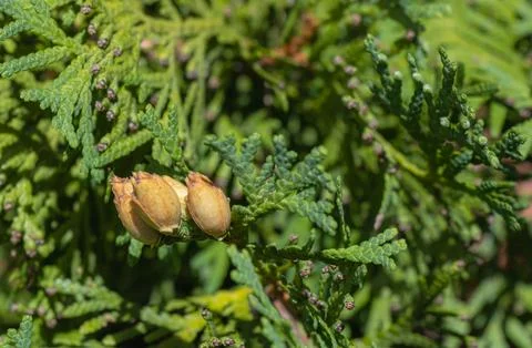 Young arborvitae cones on green scale foliage in close up showing evergreen.. Foto stock