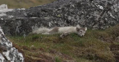 Young arctic fox resting on the soft grasses of arctic island Stock Footage 62698653