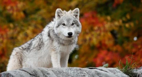 Young arctic wolf looking at the camera on a fall day Stock Photos