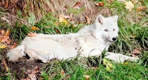 Young arctic wolf lying down on a fall day Stock Photos