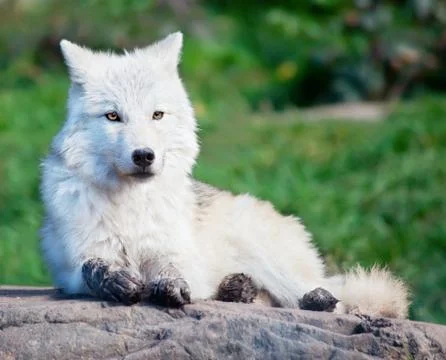 Young arctic wolf lying down on a fall day Stock Photos