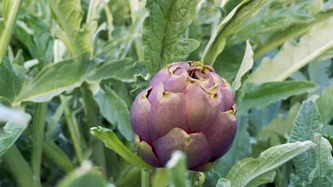 Young artichoke flower as a close-up 库存影片 183421035