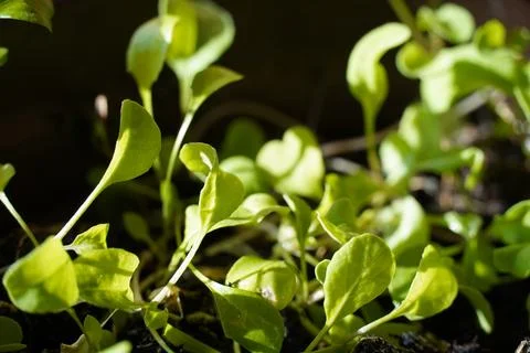Young arugula Stock Photos