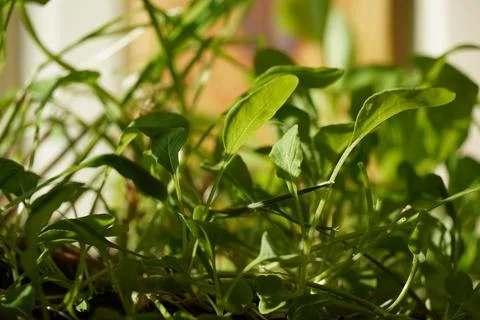 Young arugula Foto stock