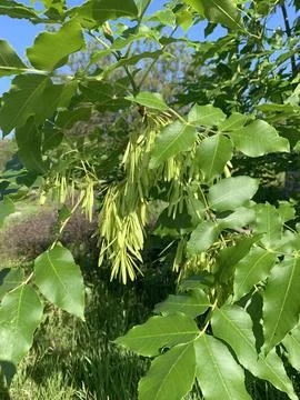 A young ash tree, its foliage and tassel seeds. Stock-Fotos