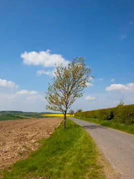 Young ash tree in Springtime Stock Photos