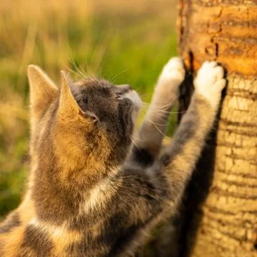 Young ashy cat sharpens claws on a tree trunk in a sunny garden. Stock Photos
