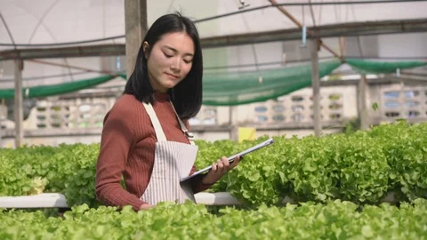 Young asia woman farmer checking research quality of green oak from hydroponics Video stock 121136053