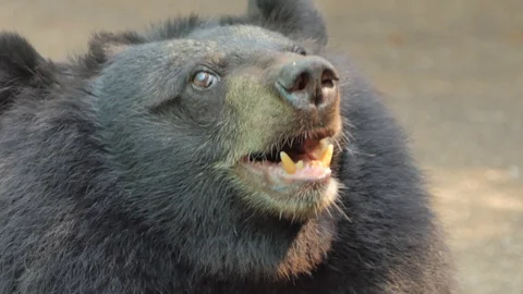 Young Asian Black Bear. Video stock 117376110