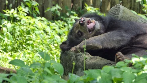 Young Asian Black Bear sleeping. Stock Footage 89885053