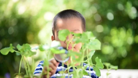 Young Asian boy looking at young seedling plant by magnify glass in the garden. 스톡 동영상 73814868