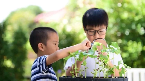 Young Asian boy looking at young seedling plant by magnify glass in  Stock Footage 73814877