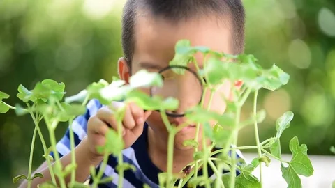 Young Asian boy looking at young seedling plant by magnify glass in the garden. 스톡 동영상 73814879