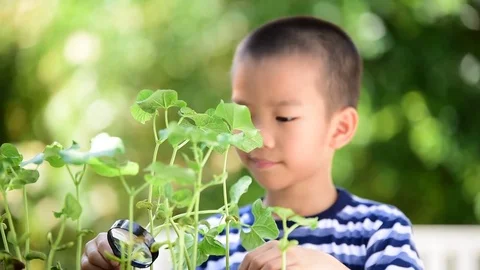 Young Asian boy looking at young seedling plant by magnify glass in the garden. 스톡 동영상 73814883