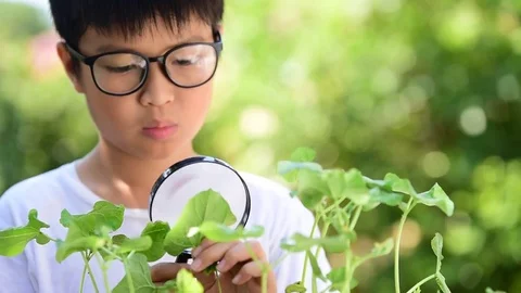 Young Asian boy looking at young seedling plant by magnify glass in the garden. 스톡 동영상 73814906