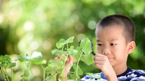 Young Asian boy looking at young seedling plant by magnify glass 스톡 동영상 75562879