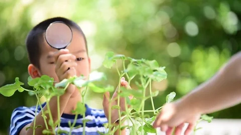 Young Asian boy looking at young seedling plant by magnify glass  Stock Footage 75562990