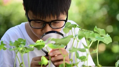 Young Asian boy looking at young seedling plant  스톡 동영상 75819384