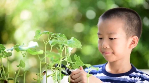 Young Asian boy looking at young seedling plant  Vídeos de archivo 78719357