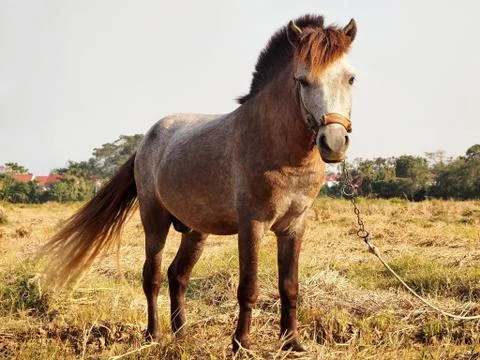 Young Asian Brown Horse Stock Photos