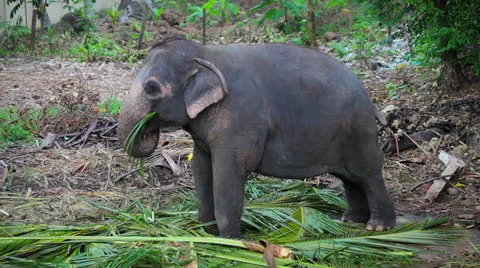 A young asian elephant eats Stockbeeldmateriaal 24023309