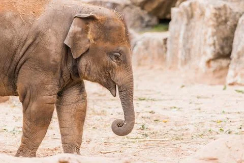 Young Asian elephant Stock Photos