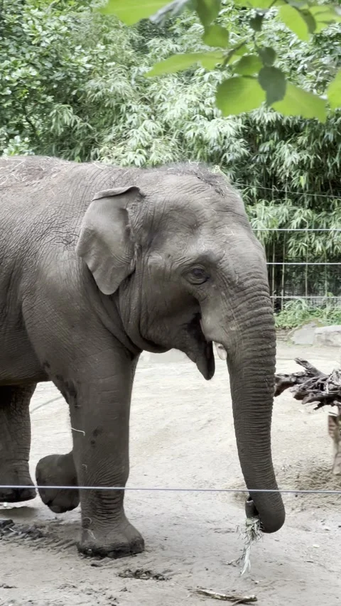 Young Asian elephant walks gracefully across an outdoor enclosure. Video stock 343877585