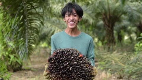 Young Asian man smiling lifting a palm oil in the estate Stock Footage 234758232