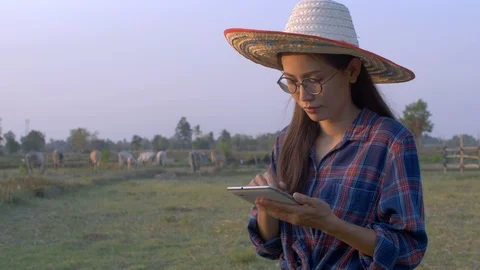 Young Asian woman or farmer with herd of cows in cowshed on dairy farm. Stock Footage