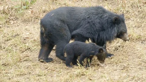 Young asiatic black bear Stock Footage 91713610