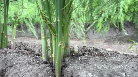Young Asparagus Shoots Emerging from Soil Beside Mature Plants Stock Footage 340094152