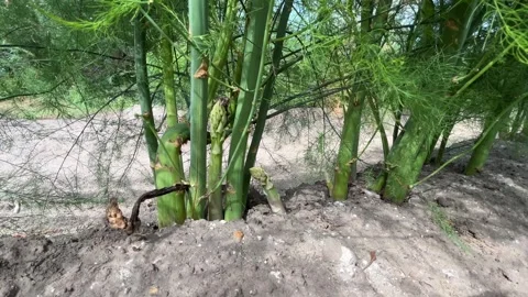 Young Asparagus Spears Growing Among Thick Mature Stems in Farm Field Stock Footage 340104218