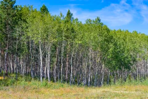 Young aspen forest Stock Photos